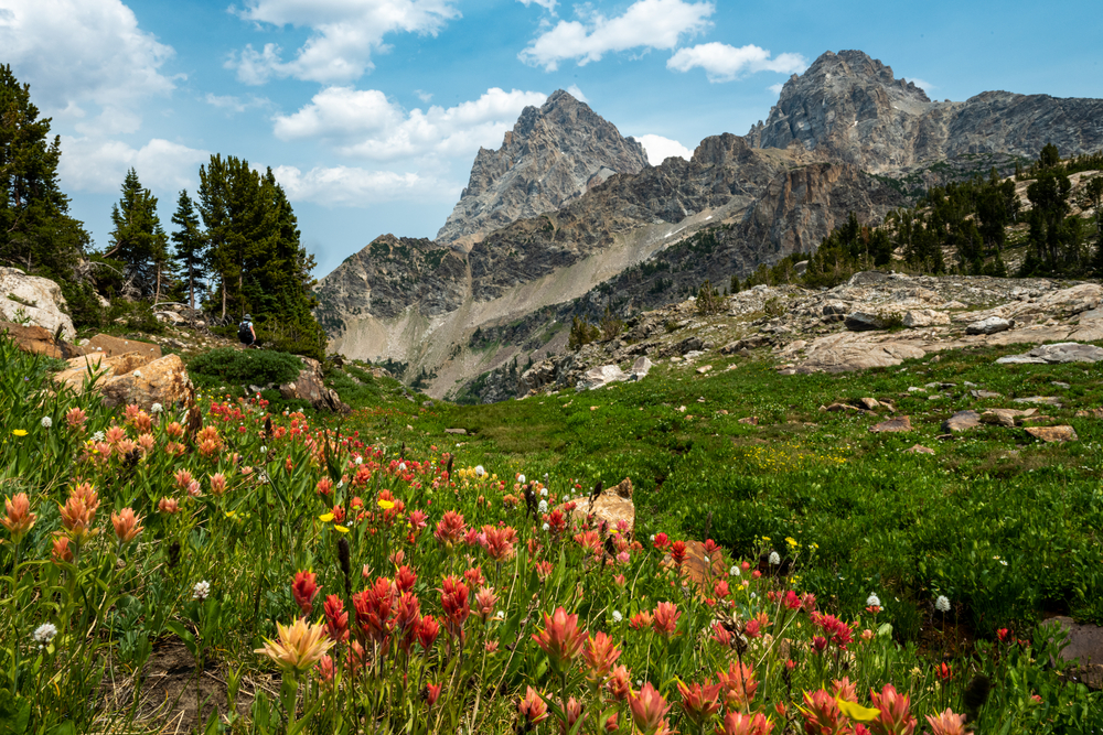 Wildflower Season in Grand Teton National Park along the Teton Crest Trail